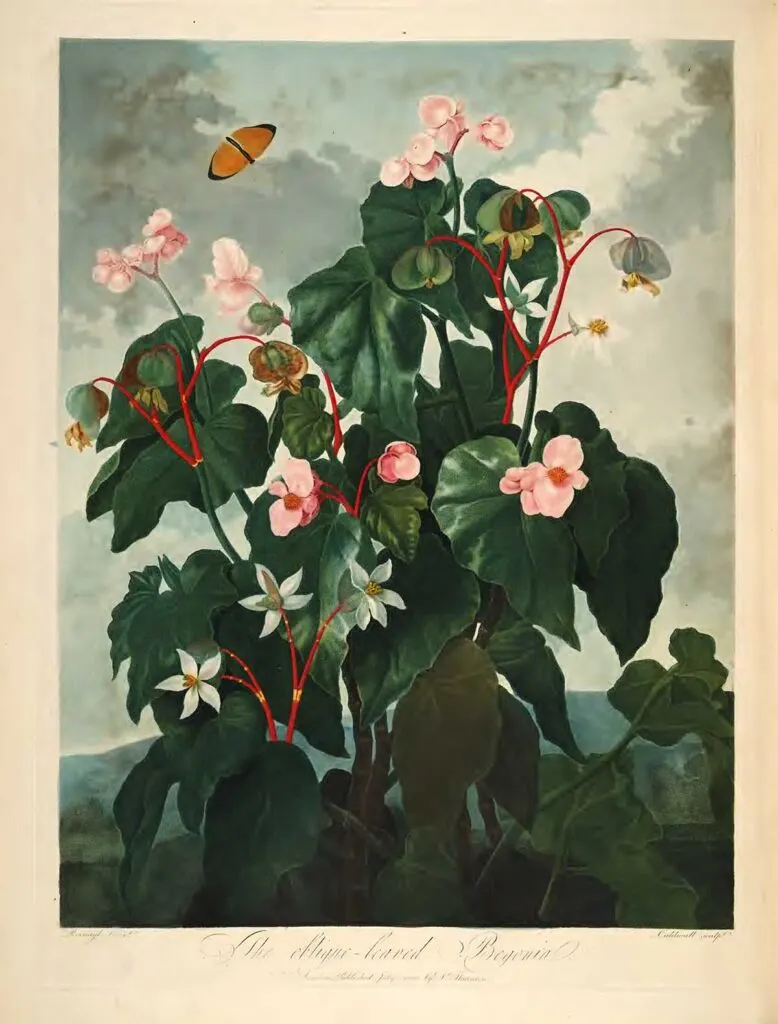 Begonia and butterflies