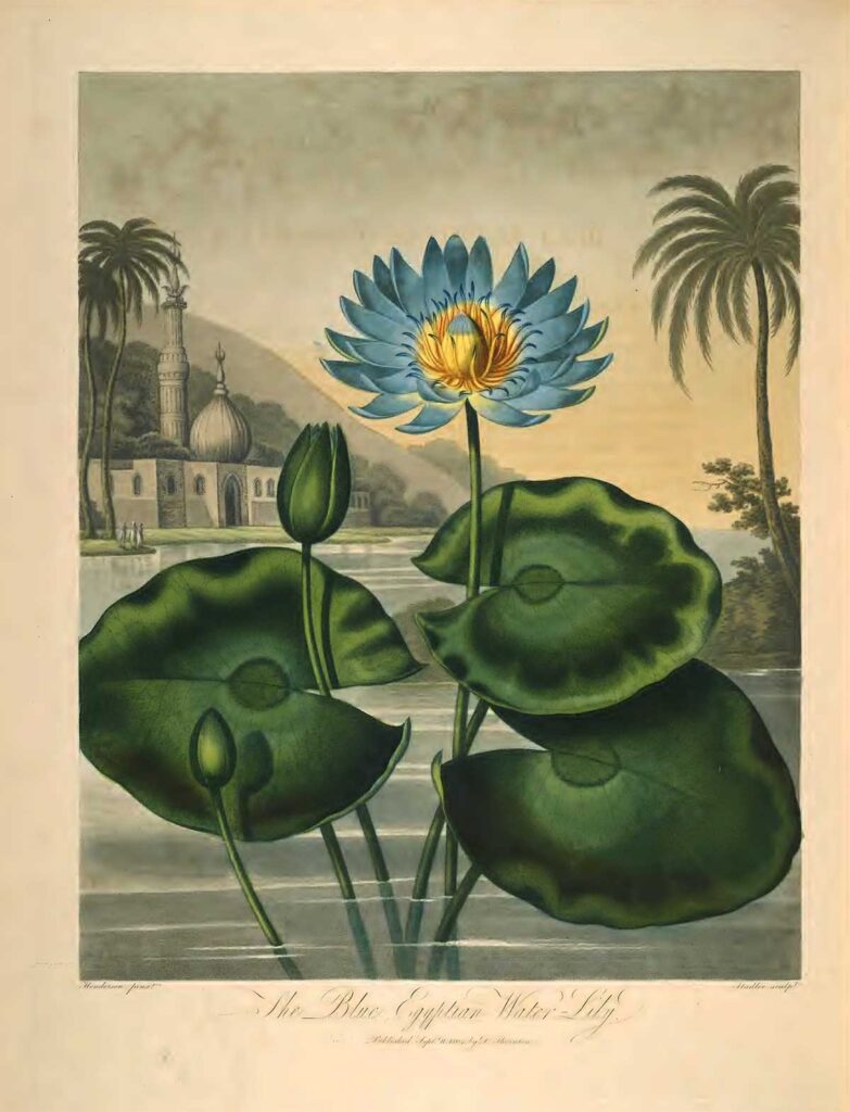 Blue Egyptian Water Lily