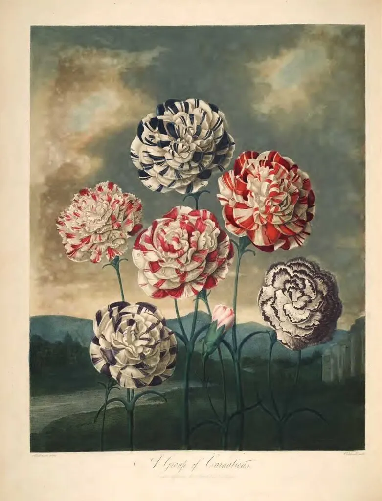 Carnations from the temple of flora