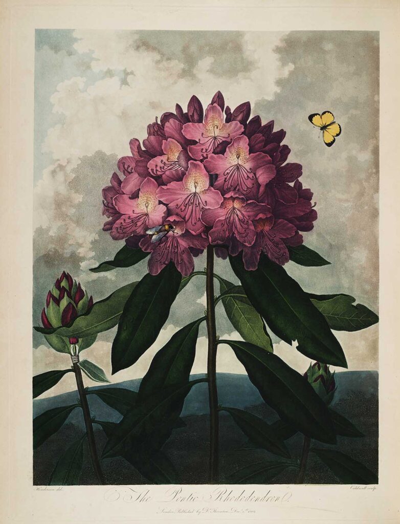 Pontic Rhododendron