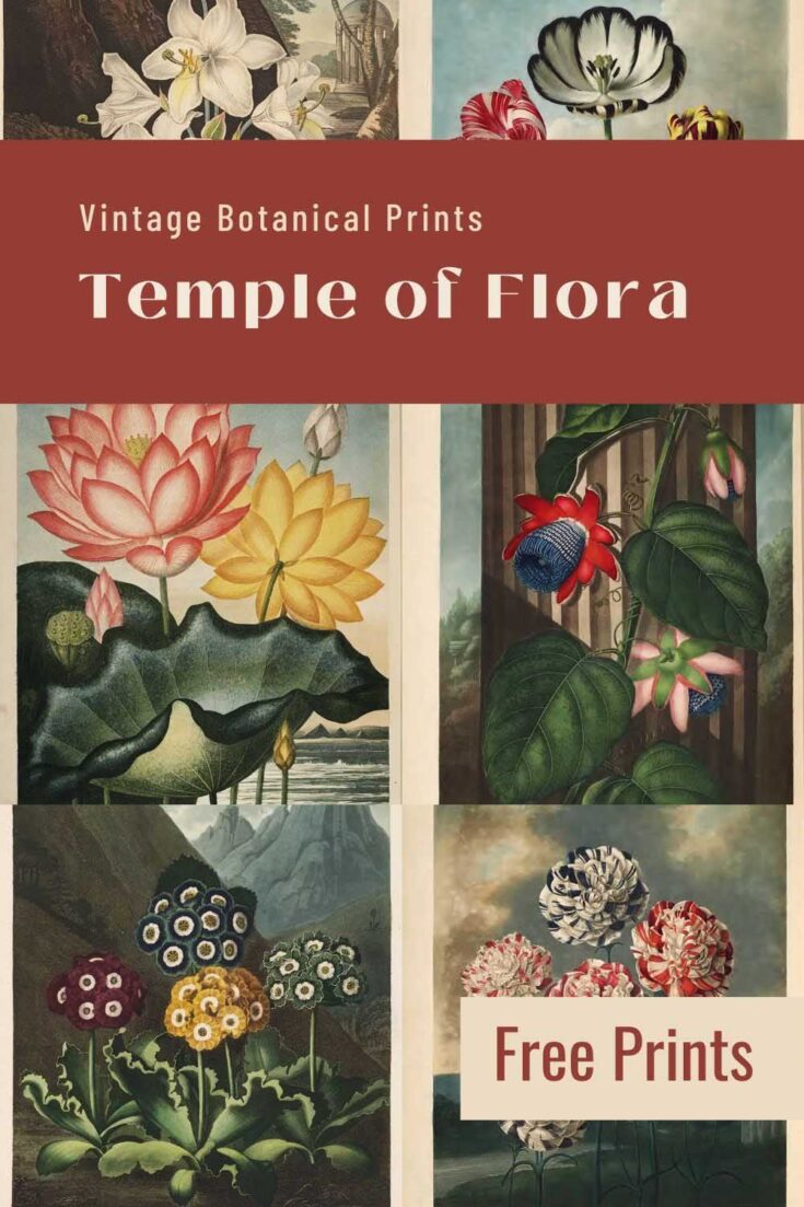 Temple of Flora - free vintage botanical prints