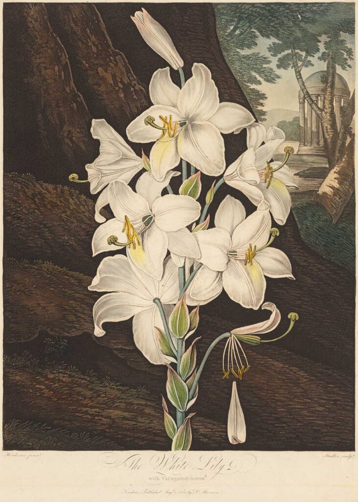 The white lily