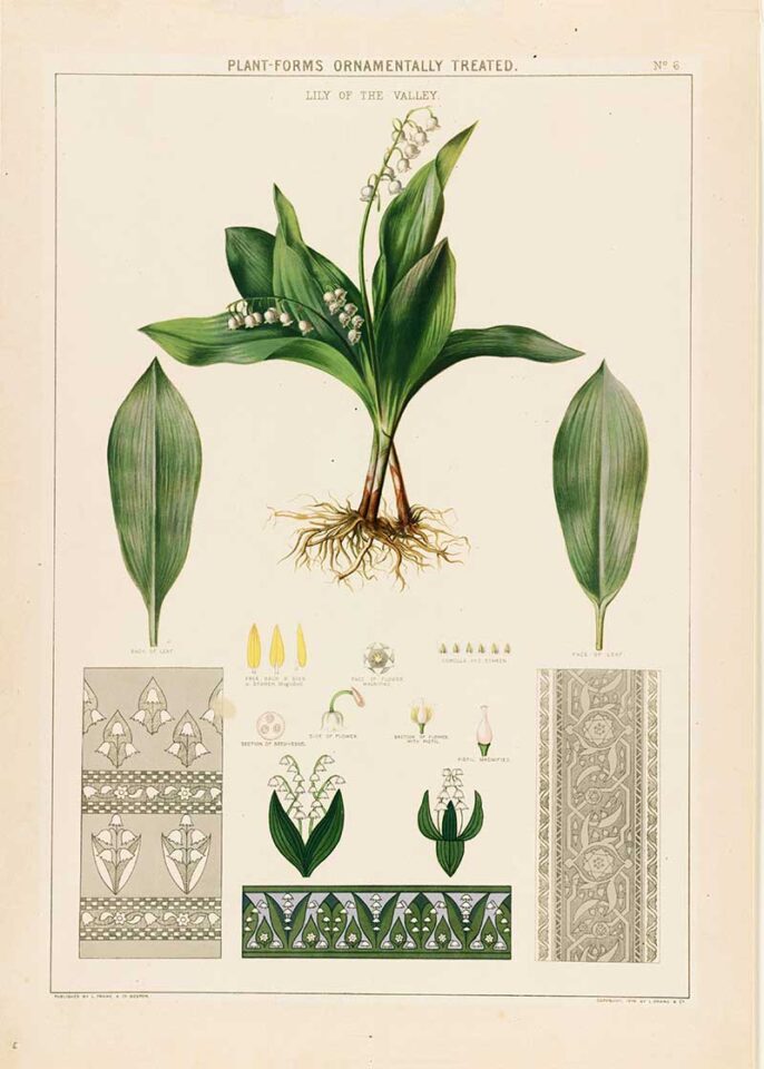 15 Free Beautiful Lily Of The Valley Botanical Illustrations And 