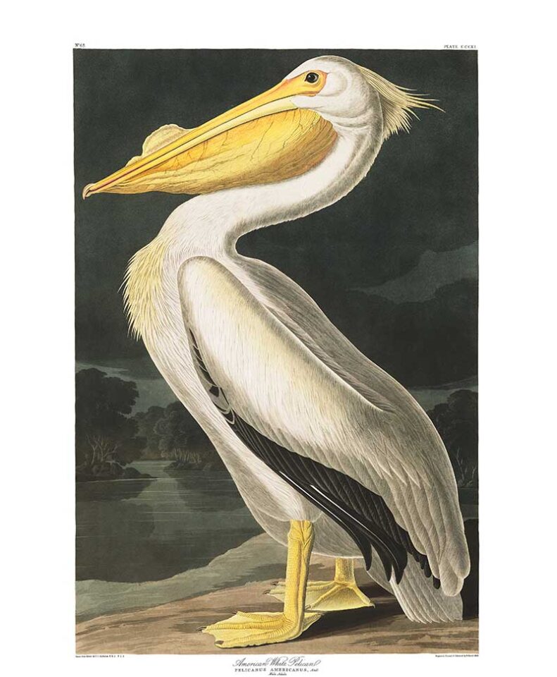 13 Impressive Free Pelican Prints and Illustrations, Including Audubon ...