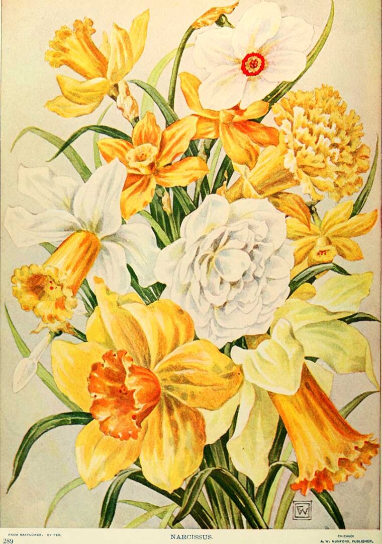 An Amazing Collection Of Free Vintage Flower Illustrations - Picture ...