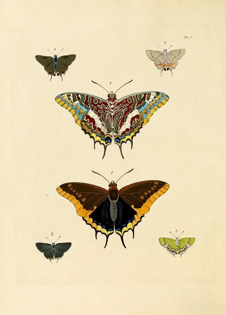 15 Vintage Butterfly Prints and Illustrations: A Free Treasure Trove ...