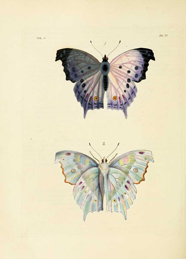 15 Vintage Butterfly Prints and Illustrations: A Free Treasure Trove ...