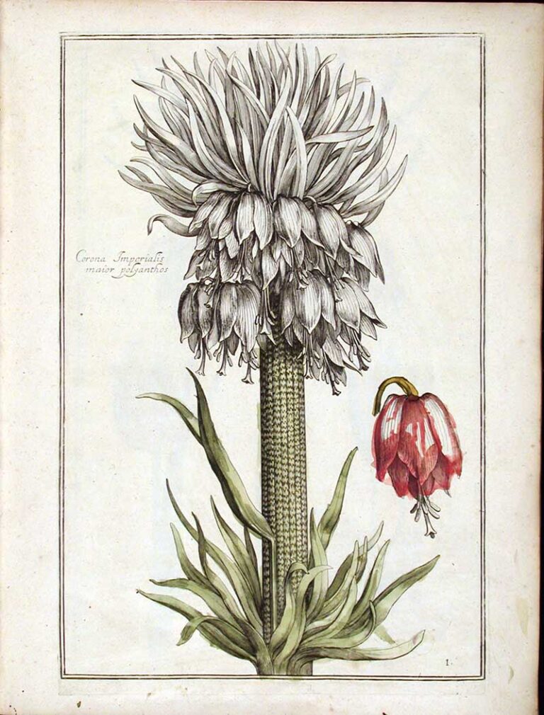 Exploring Renaissance Flowers with 20 Free Theatrum Florae Prints ...