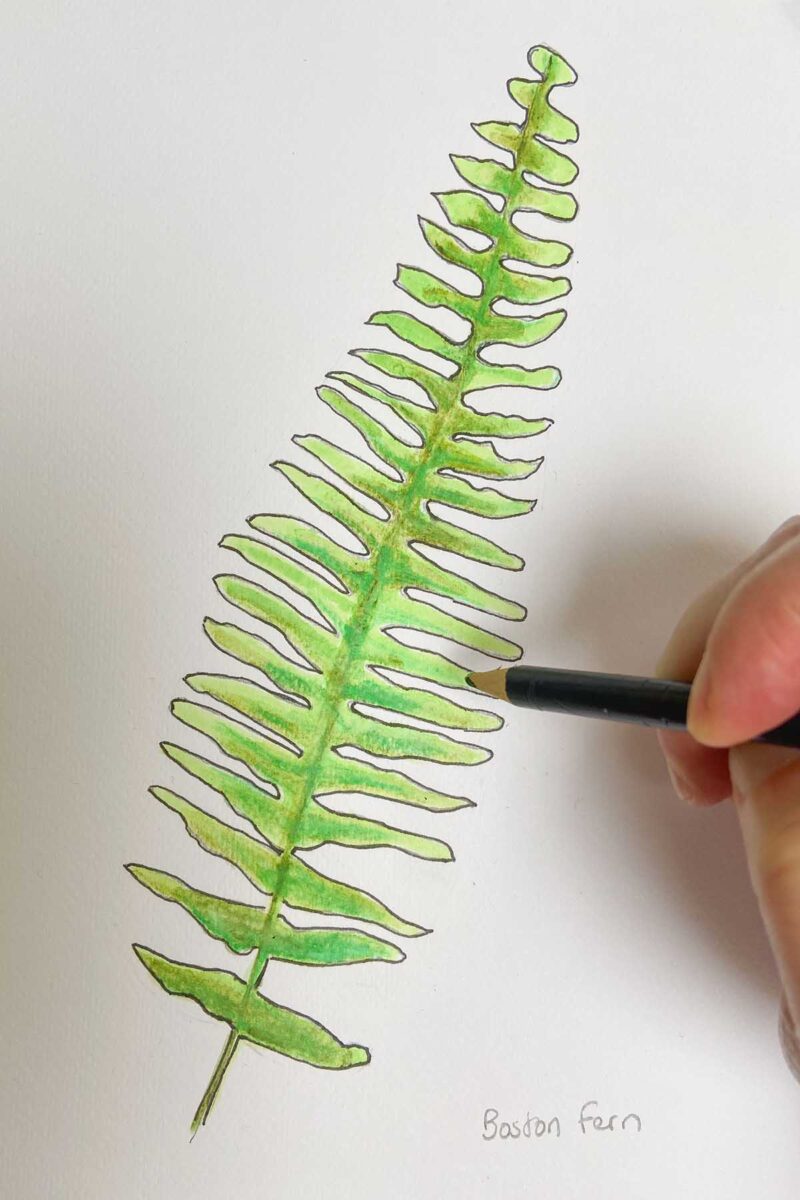 How to Draw a Fern and Create Your Botanical Garden Art - Picture Box Blue