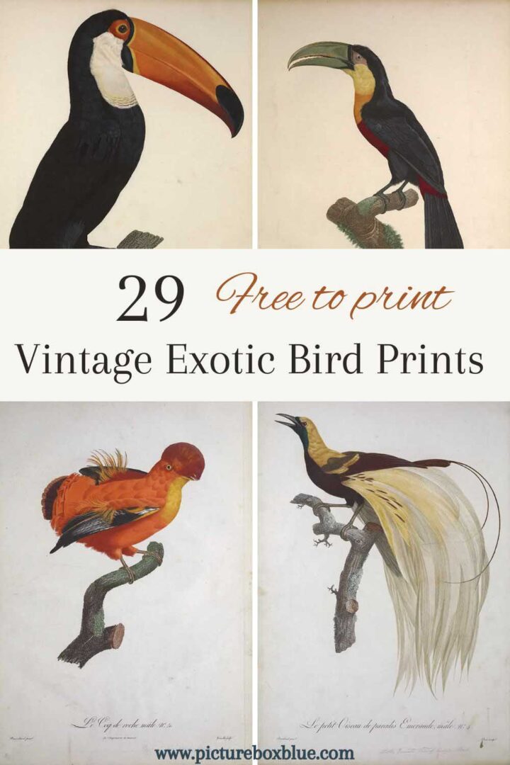 Exotic Bird Art Download Le Vaillant’s Prints - Picture Box Blue