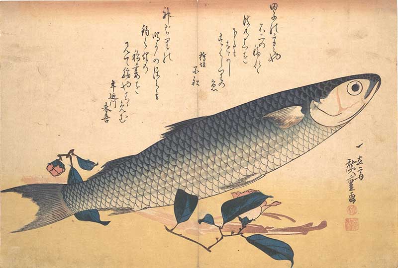 Bora Fish with Camellia Hiroshige woodblock fish print