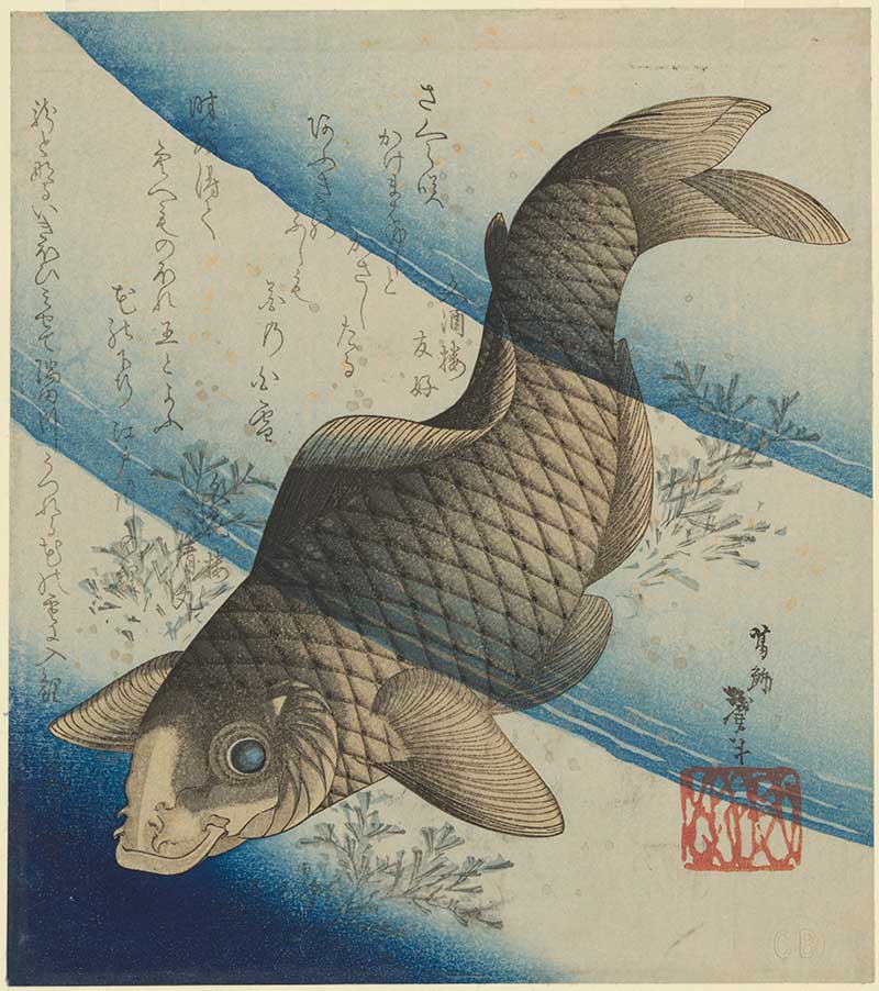 Carp Swimming amoung waterweeds Japanese woodblock print