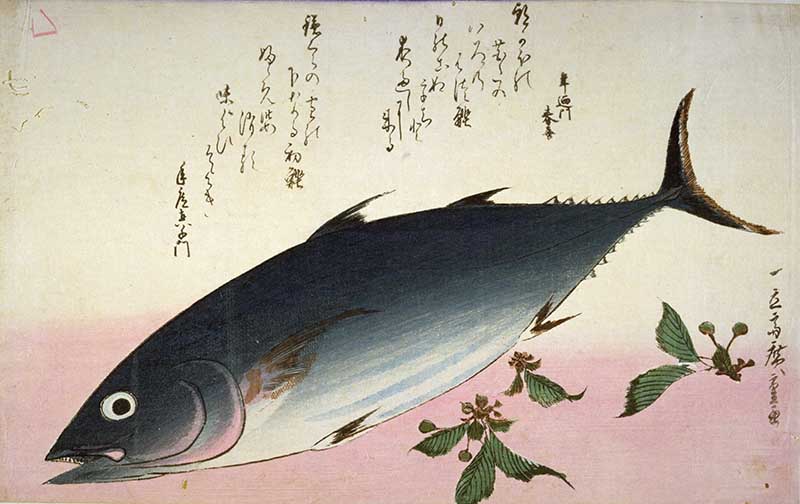 Fish with Cherry buds Hiroshige