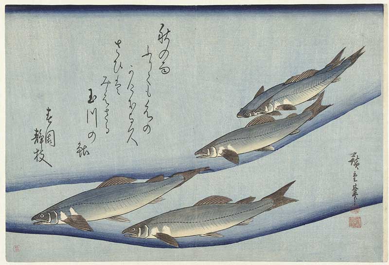 School of trout Hiroshige woodblock fish print