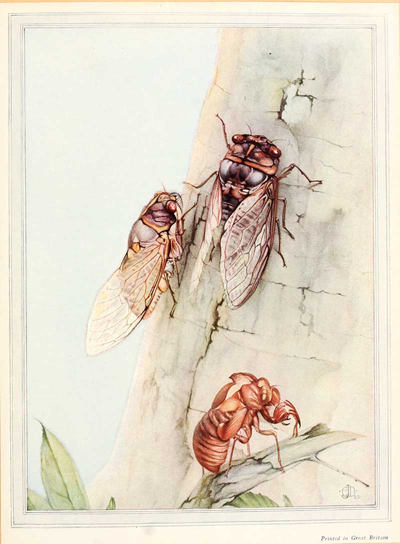 Fabres Insects three cicadas on a tree trunk