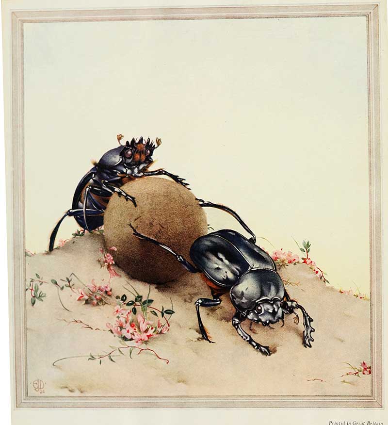 2 dung beetles and dung