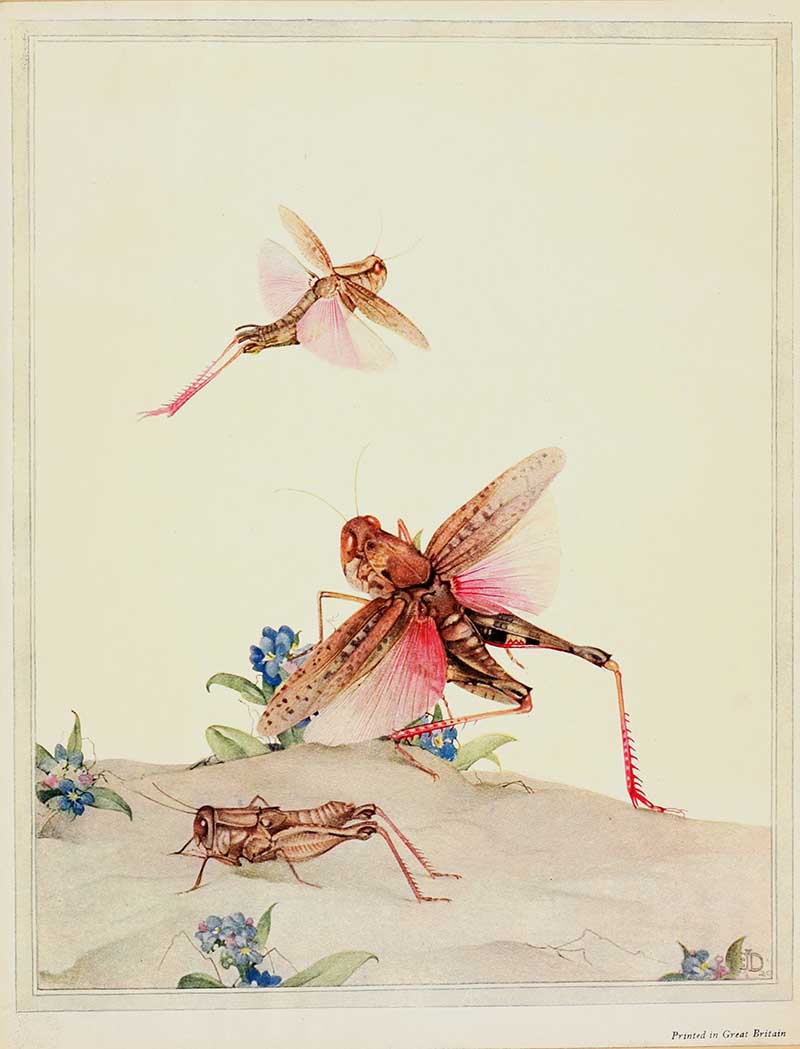 Italian Locusts 3 painted by Jean-Henri Fabre