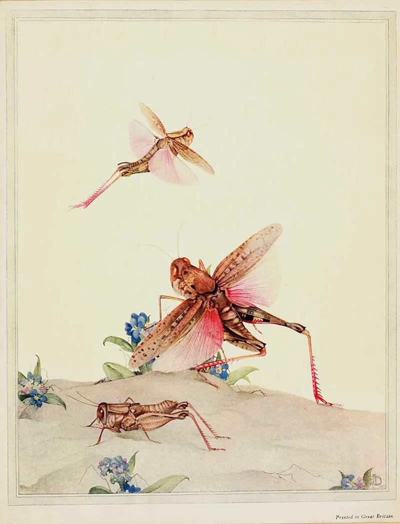 Italian Locusts 3 painted by Jean-Henri Fabre