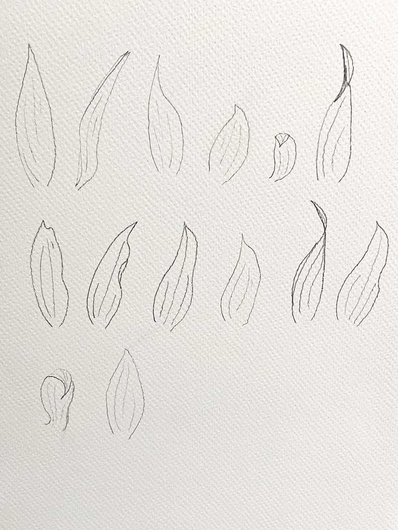 drawings of lots of sunflower petals