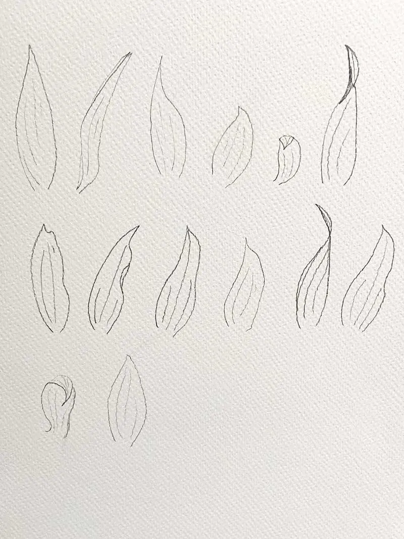 drawings of lots of sunflower petals
