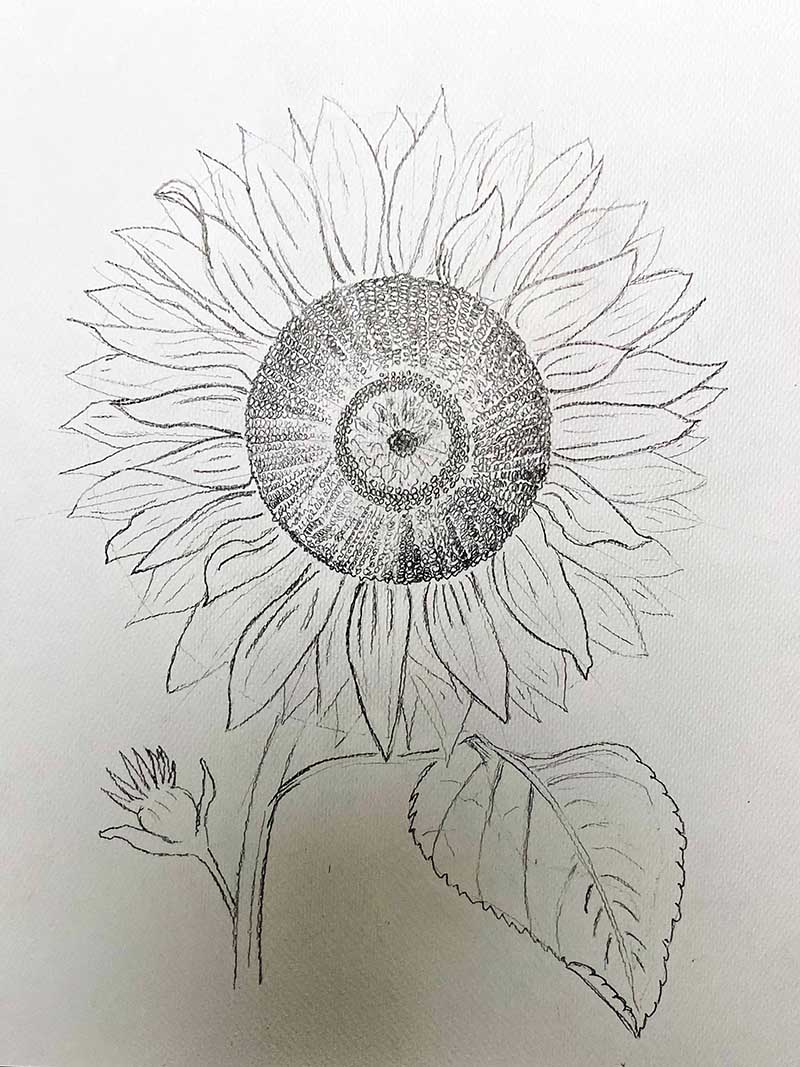 pencil drawing of a sunflower with stem bud and leaf