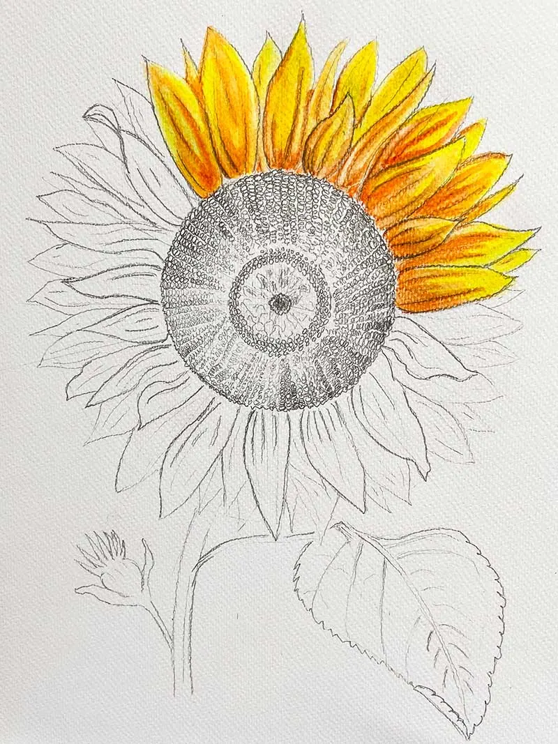 painting hand drawn sunflower with watercolour pencils