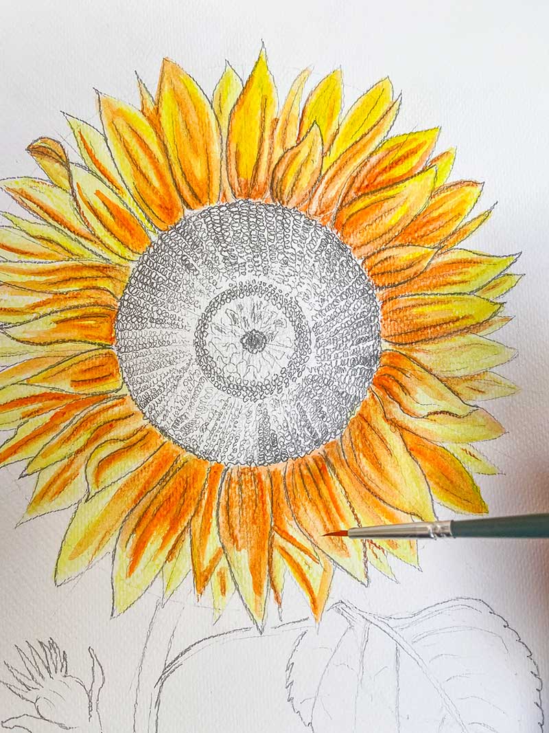 Painting a hand drawn sunflower petals with a brush
