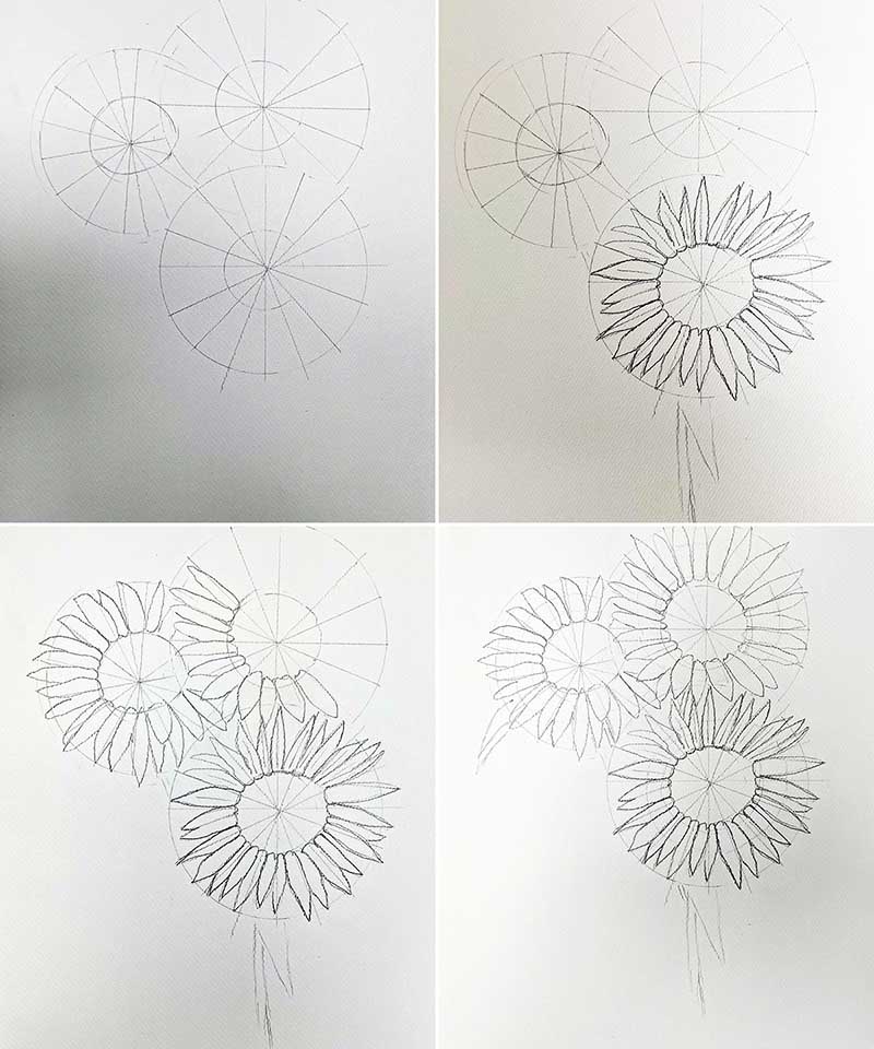 how to draw tiger sunflower petals
