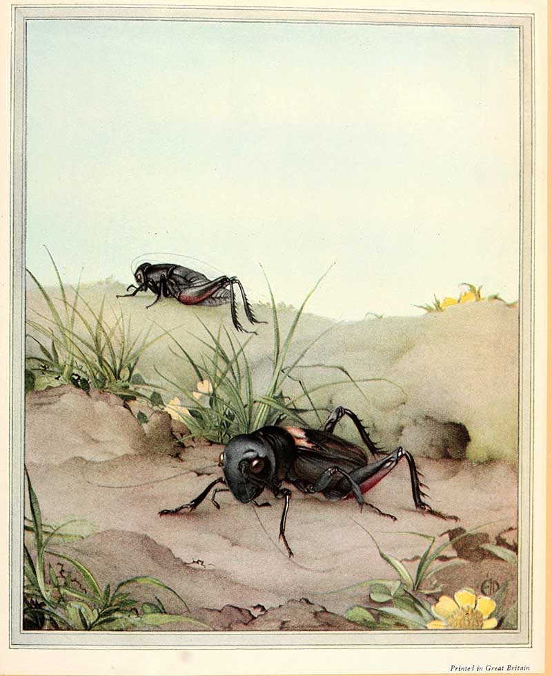 two field crickets on the ground from Fabre's book of insects