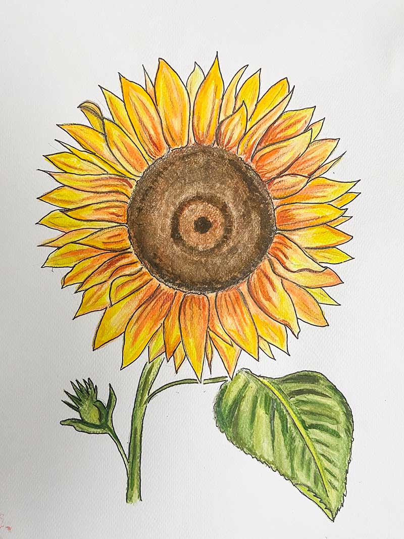 finished sunflower drawing with watercolour pencils