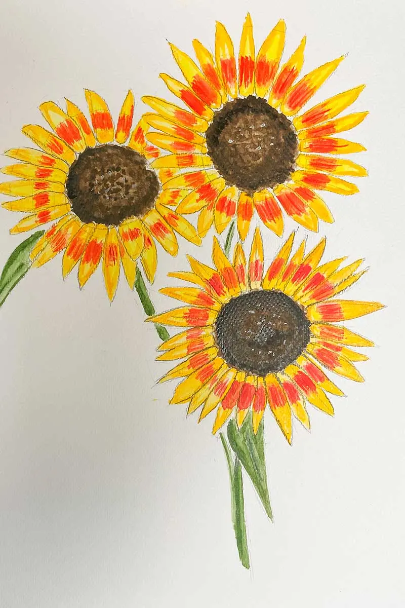watercolour pencil drawing of three tiger sunflowers