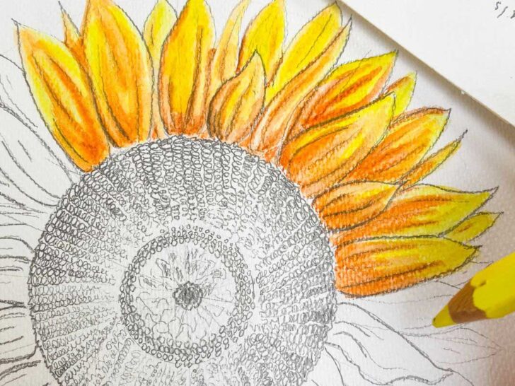 close up of sunflower drawing with yellow pencil