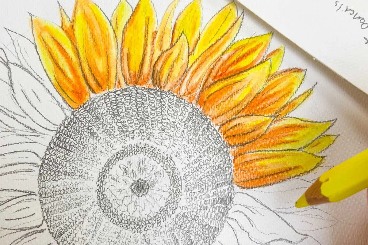 close up of sunflower drawing with yellow pencil
