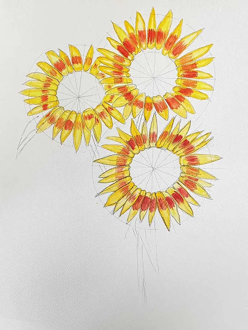 three drawings of tiger sunflowers with painted petals