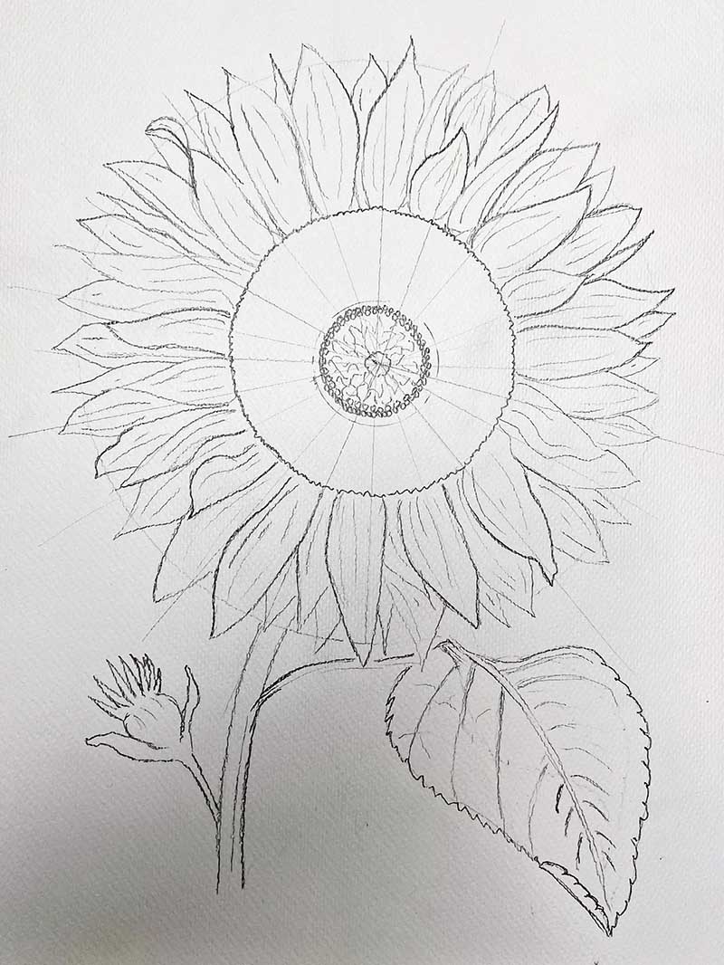 Pencil drawing of a sunflower with stem and leaf