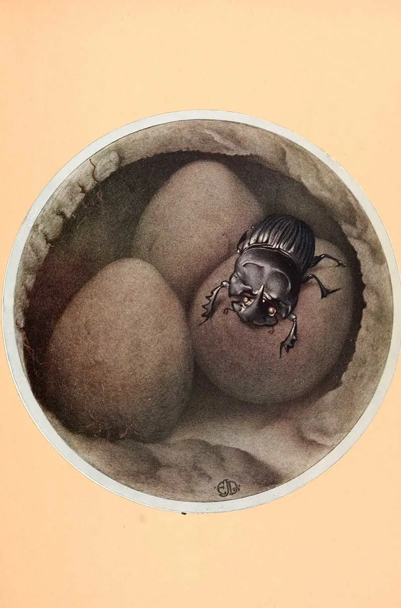 A Spanish Corpis underground with three dung balls