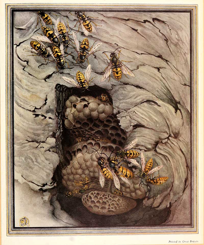 the common wasp nest from Fabre's Book of Insects