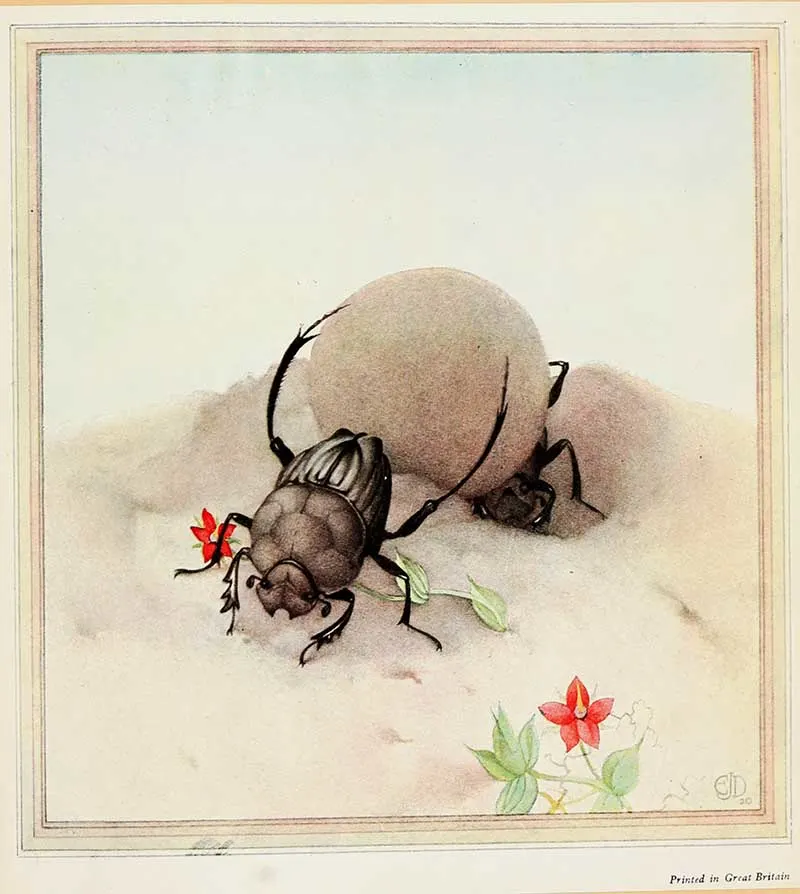 sisyphus dung beetle with ball of dung