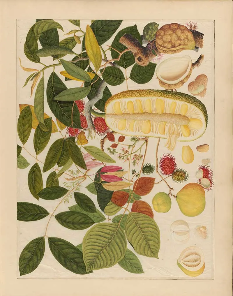 Watercolour of Asian Fruits including Jackfruit, rambutan, and guava with leaf foliage