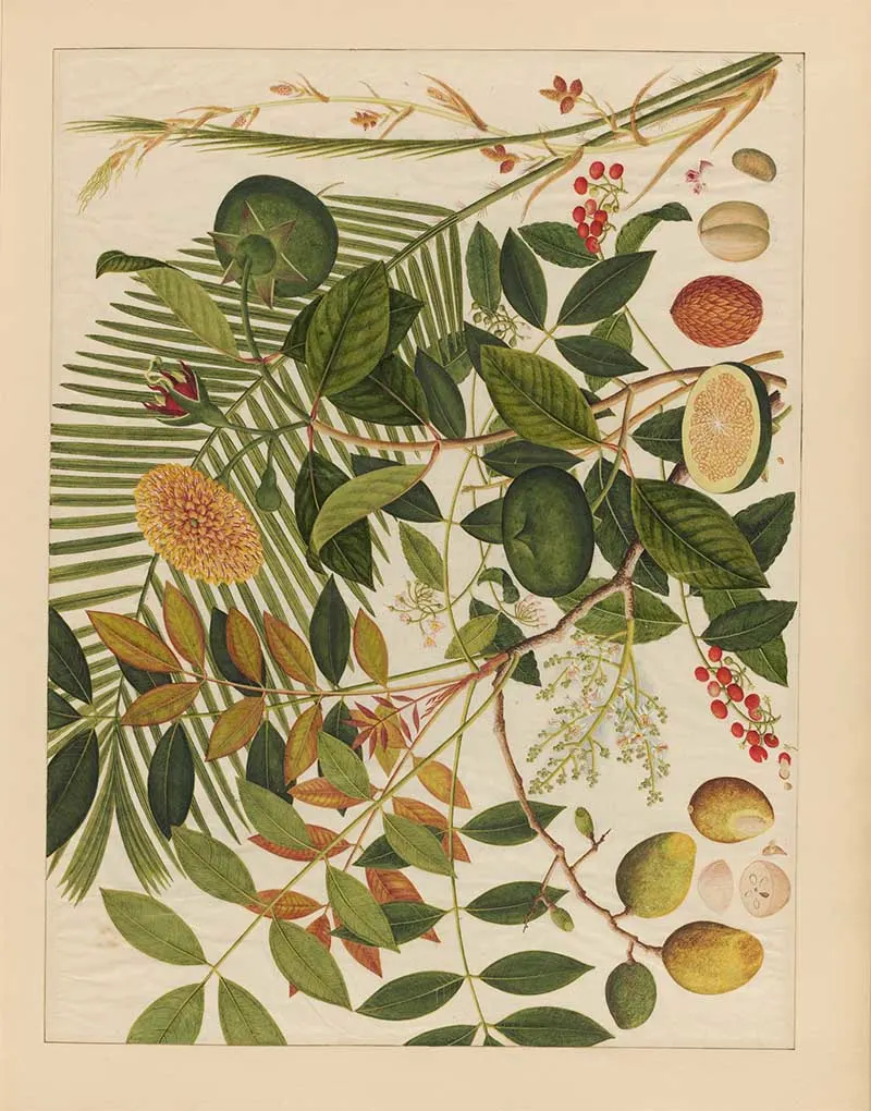 variety of Asian Fruit watercolours with flowers and leaves