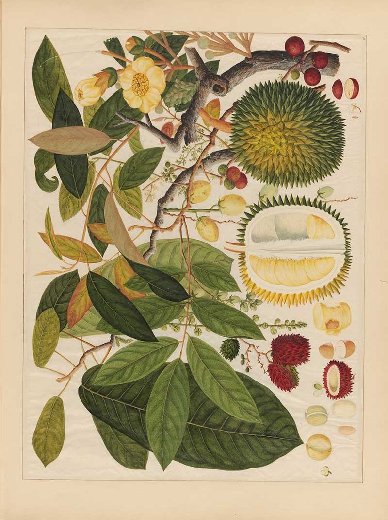 watercolour of durian fruit and leaves with other Asian fruits