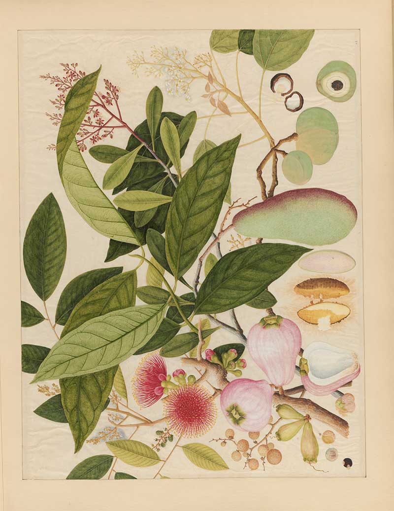 Watercolour painting of exotic Asian fruits and leaves