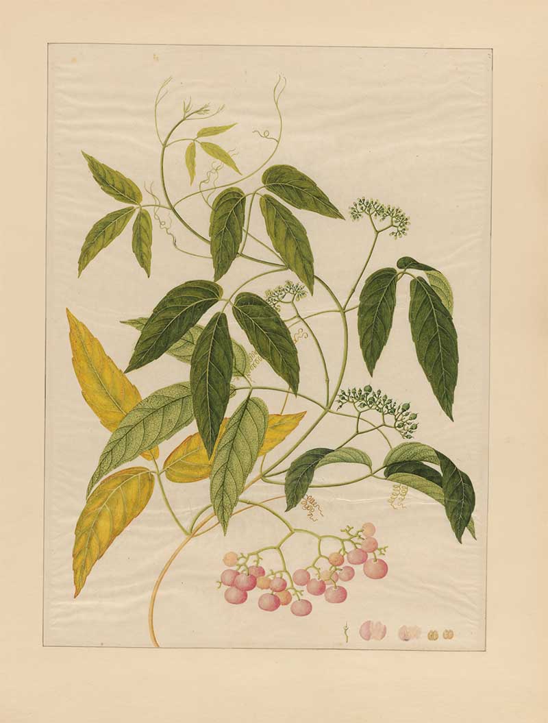 vintage watercolour painting of Lychees and their leaves