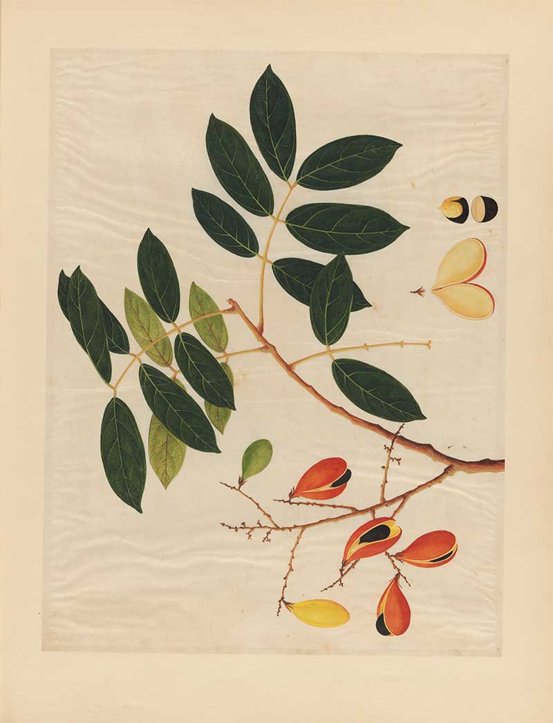 vintage Asian fruit watercolours print with leaves