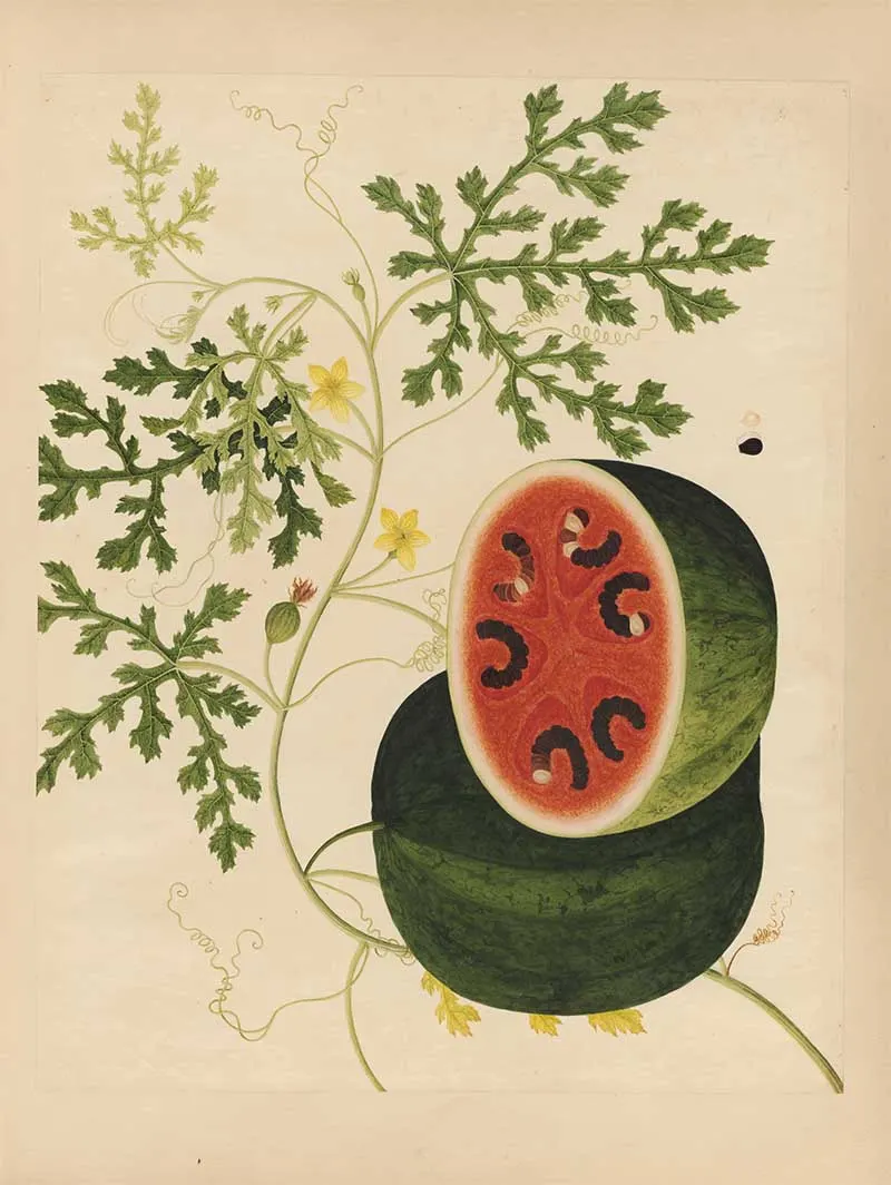 watercolour painting of a watermelon and its leaves