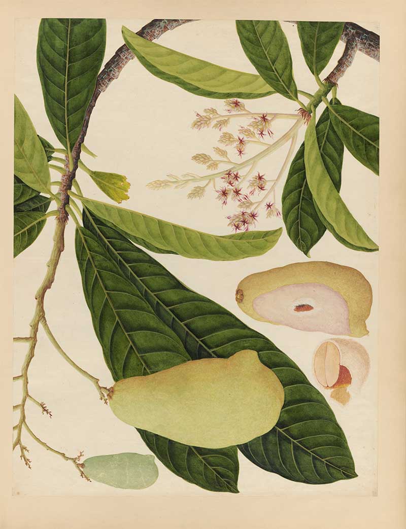 watercolour painting of pink guava fruit leaves and bloom