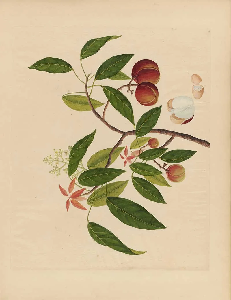 vintage botanical Chinese watercolour painting of an Asian Fruit