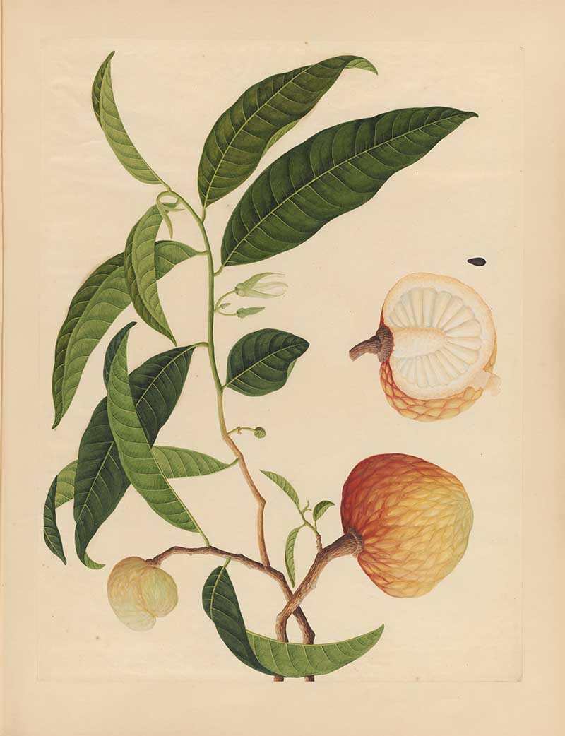 Chinese watercolour painting of Asian fruits