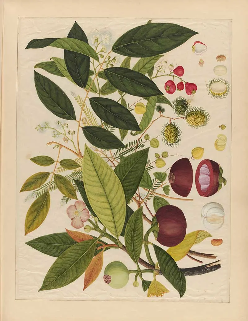 Watercolour of Mangosteen and wax apple with leaves