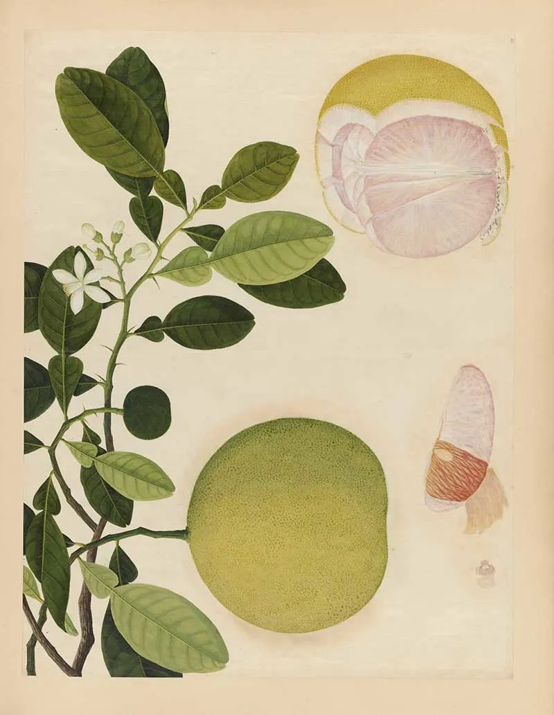 vintage watercolour painting of a Pomelo fruit with leaves